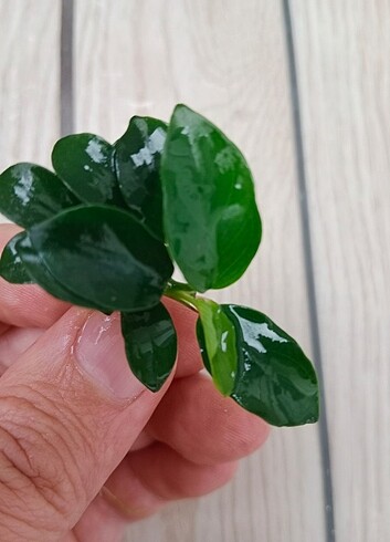 Anubias Nana petite 
