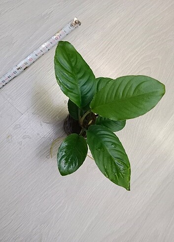 Anubias bitkisi 