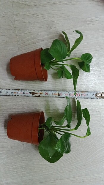 2 saksı anubias 