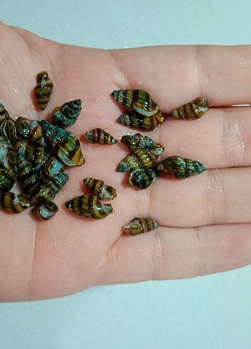 5 adet 1 cm boyunda Helena