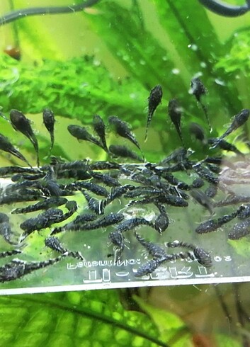 Siyah cüce vatoz 1cm boyunda 10 adet 
