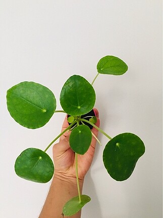 Pilea çin para çiçeği