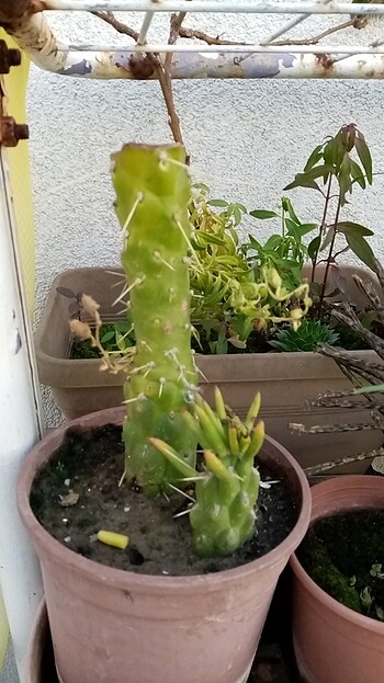 Kaktüs 