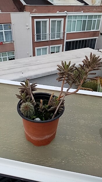 Kaktüs 