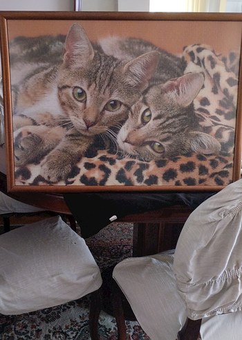 Kahverengi Çerçeveli Kedi Tablosu