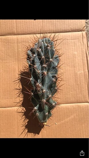 Kaktüs