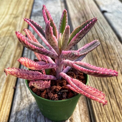 Pembe Aşkın Gözyaşı