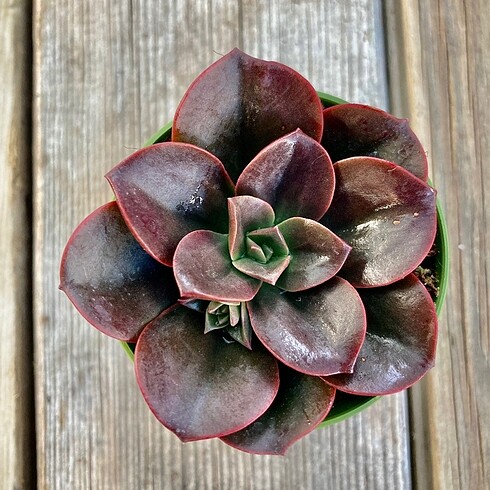 Echeveria Melaco