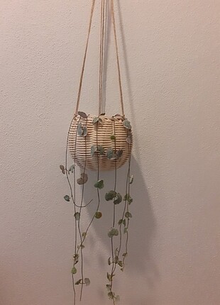 Bambu saksı 