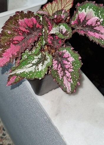  Rex begonia(begonya)