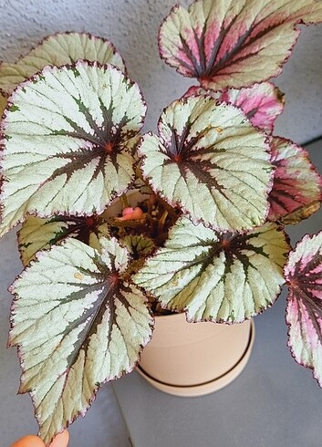 Begonya Rex, begonia