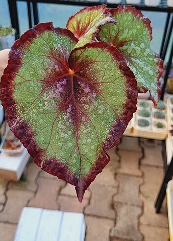  Beden Renk (Begonia) Begonya Malinki (Rex)