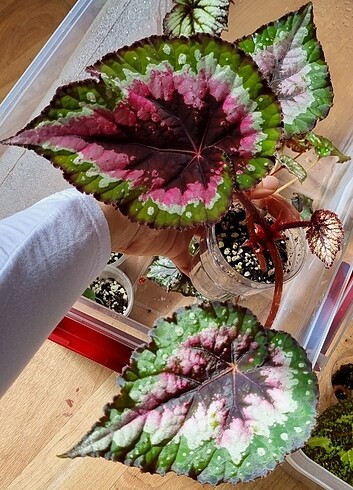  Beden Begonia rex(begonya)