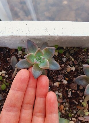 Graptopetalum purple delight 
