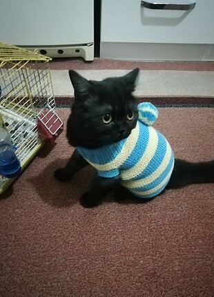 Kedi kazağı