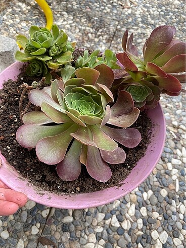  Beden Aeonium blushing beauty bakır renk