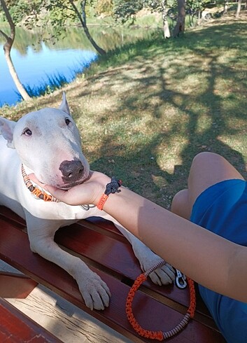 Özel tasarım fosforlu turuncu köpek tasması ve özel bileklik