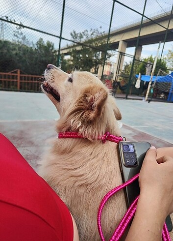 Pembe Barbie Köpek Tasmasi Seti