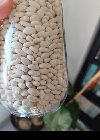 Kuru F asulye - Görsel 3