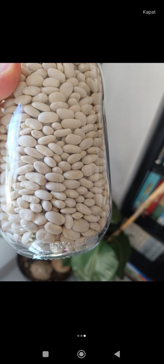 Kuru F asulye - Görsel 3