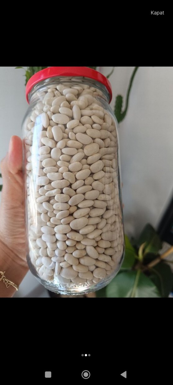 Kuru F asulye - Görsel 2