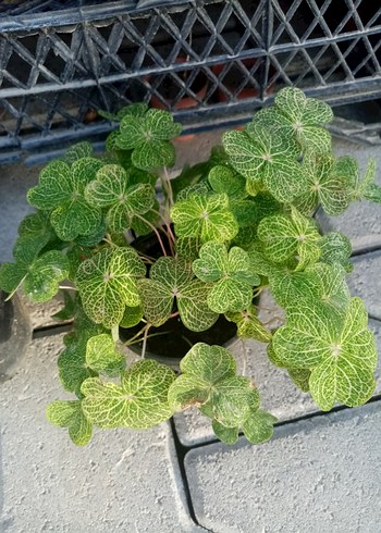  Beden Oxalis lasiandra Oxalis two pie Oxalis crombosa