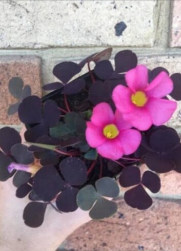 Oxalis purpurea garnet 
