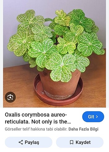 Oxalis corymbosa aureo-reticulata 