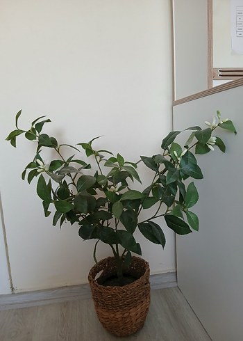 Ikea Hasır Saksıda Yeşil Dekoratif Bitki