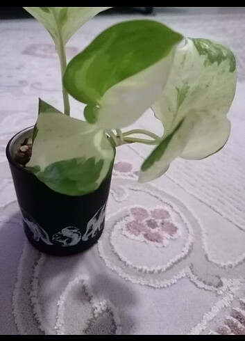 Epipremnum manjula 