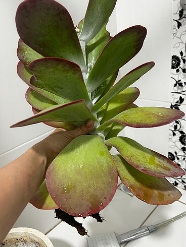 Sukulent