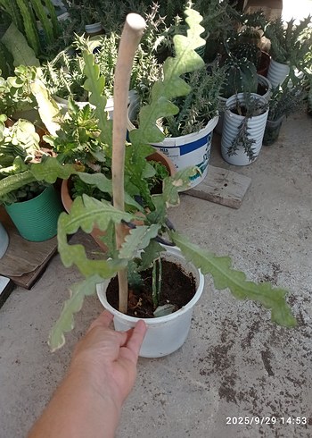  Beden çeşitli Renk Kılçık Atlas Çiçeği