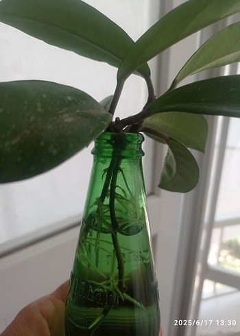 Beden HOYA MUM ÇİÇEĞİ