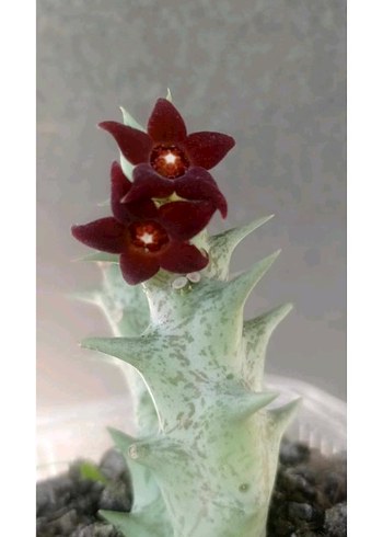 Diğer Kaktüs ve sedum çiçekleri