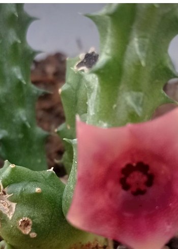 Beden Kaktüs ve sedum çiçekleri