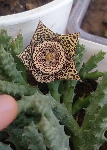  Beden Renk Kaktüs ve sedum çiçekleri