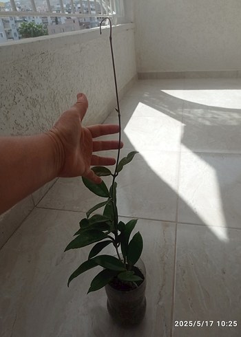 Beden HOYA MUM ÇİÇEĞİ