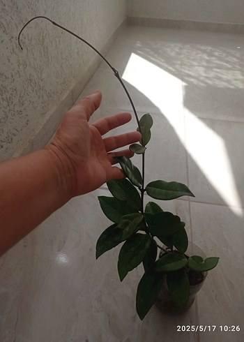 Diğer HOYA MUM ÇİÇEĞİ