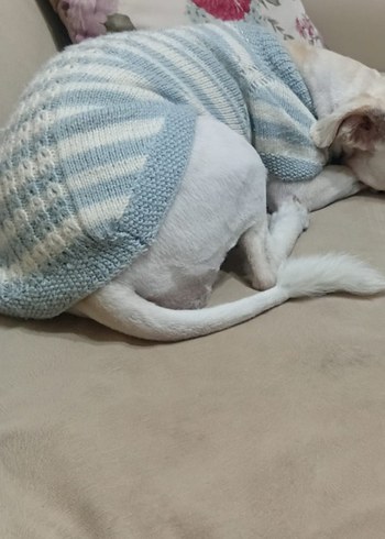 Gri Örgü Bohem Tarzı Köpek Kıyafeti - Görsel 2