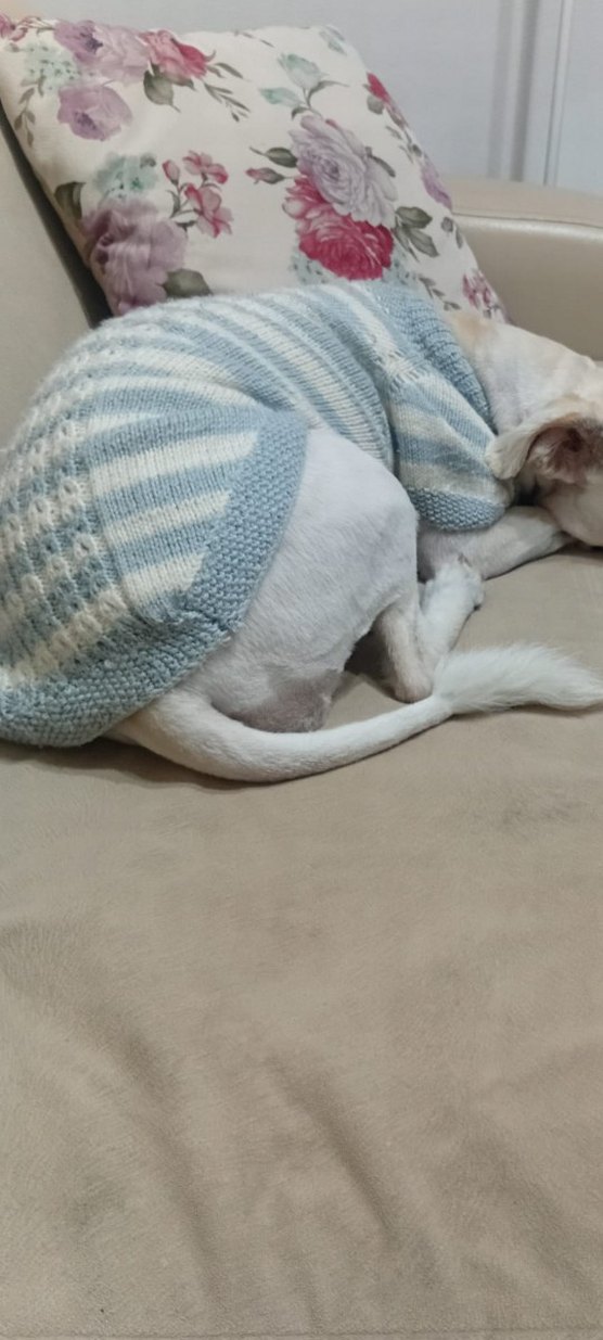 Gri Örgü Bohem Tarzı Köpek Kıyafeti - Görsel 2