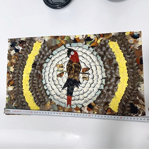 Beden Gercek kelebek kanadi Ölgüler 47x27cm