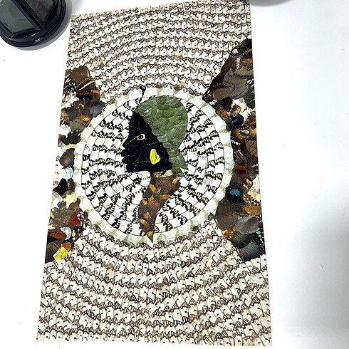 Beden Gercek kelebek kanadi Ölgüler 48x28cm