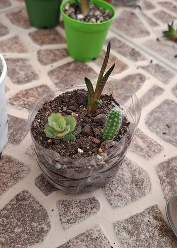 Ikea Karişik sukulent bitkileri