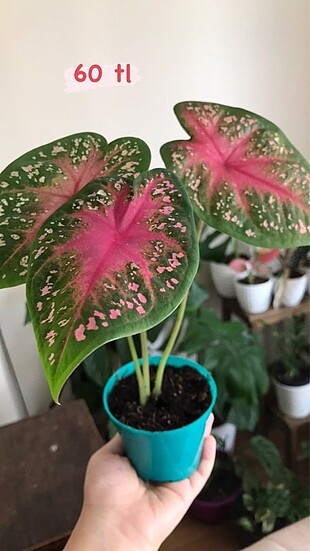 Caladium