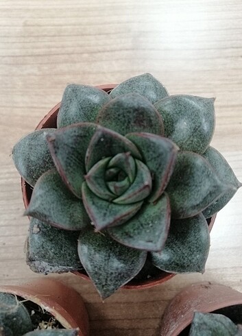  Beden yeşil Renk Echeveria purpusorum sukulent