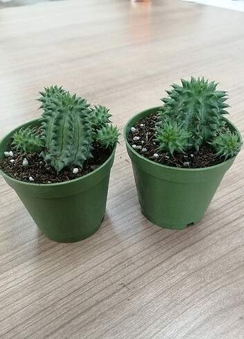Kaktüs