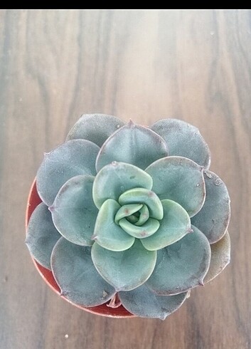 Diğer Echeveria atlantis