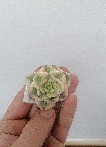 Echeveria rolly variegata 