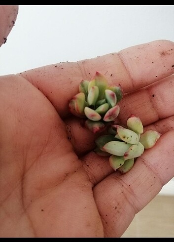 Echeveria minibella, variegata