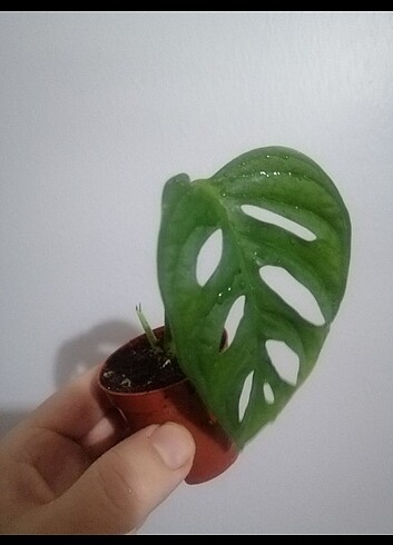 Diğer Monstera monkey 